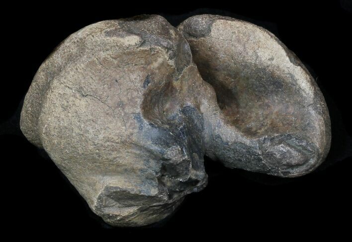 Fossil Manatee (Trichechus) Ear Bone - Florida #33311
